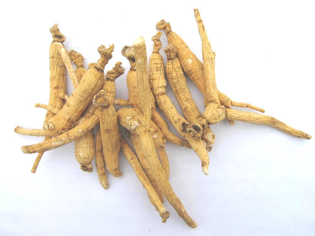 root What is asian ginseng