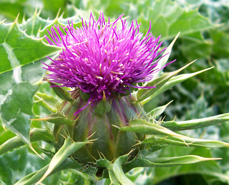 Milk Thistle Pregnant 93