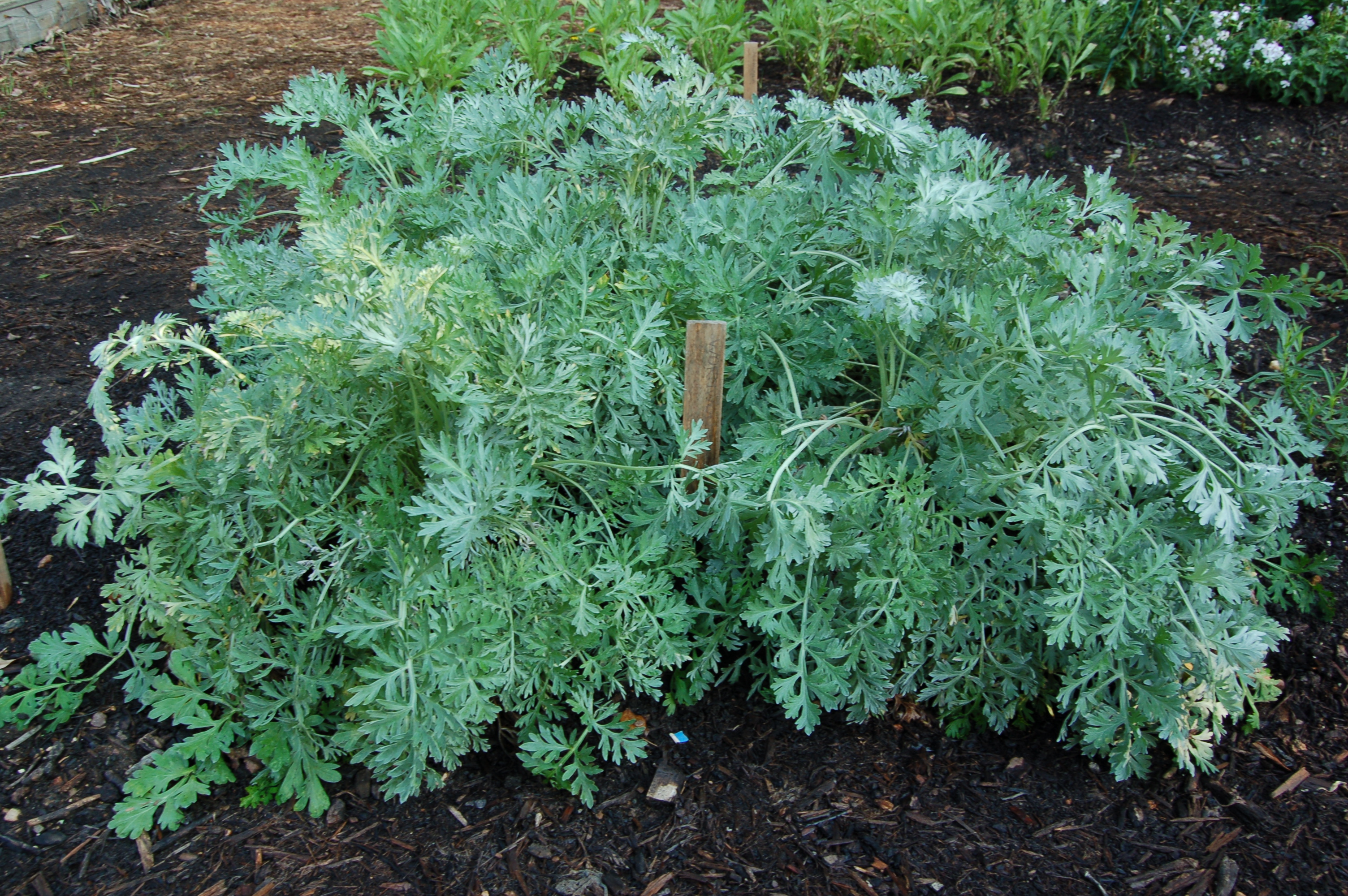 Wormwood Buy Wormwood Tea Benefits Side Effects How To Make