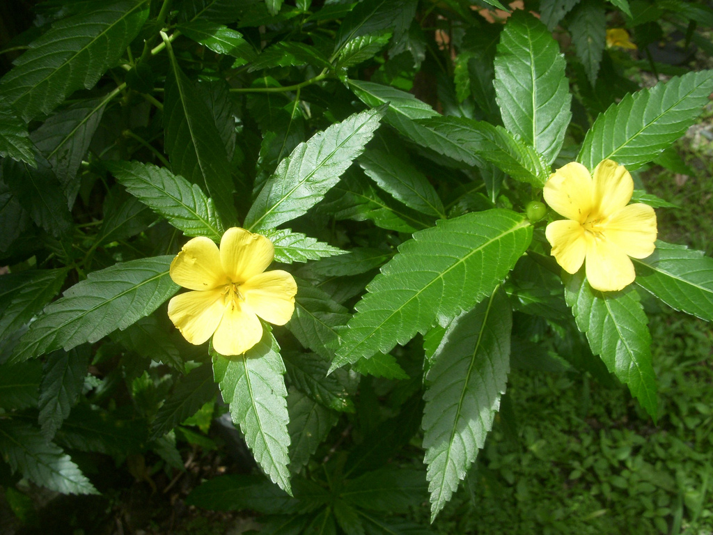 Buy Damiana Leaf Tea Benefits How To Make Side Effects Herbal Teas