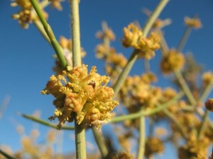 Mormon Tea Flower