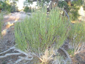 Mormon Tea Plant