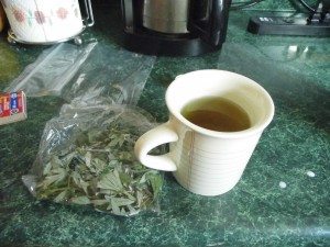 Mugwort Tea Images