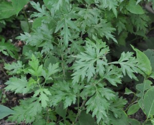 Mugwort Tea Plant