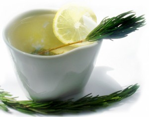 Pine Needle Tea