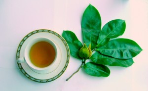 Soursop Tea Leaf