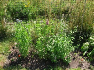 Catnip Plant