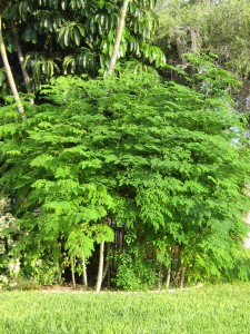 Moringa Tree