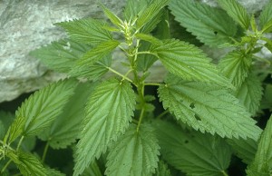 Nettle Leaf