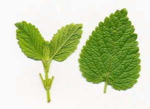 Lemon Balm Leaves