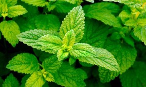 Lemon Balm Plant