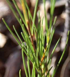 Rooibos Leaves