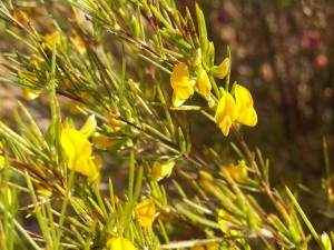 Rooibos Plant