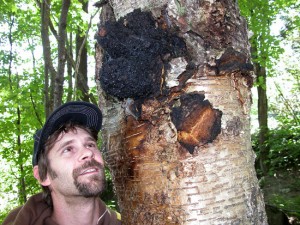 Chaga Fungus