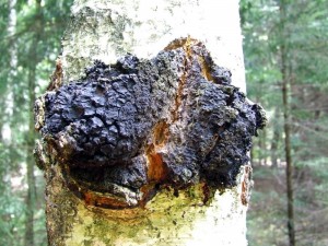 Chaga Mushroom