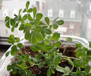 Fenugreek Plant