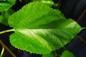 Mulberry Leaf