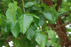 Mulberry Leaves