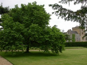 Mulberry Tree