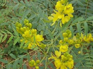 Senna Plant