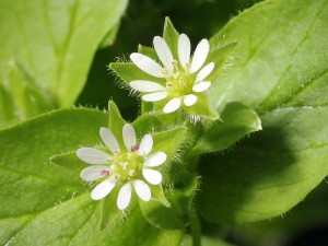 Chickweed Flower