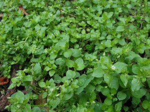 Chickweed Plant