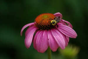 Echinacea Flower