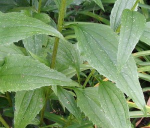 Echinacea Leaves