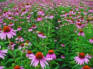 Echinacea Plant