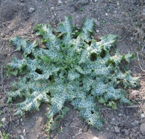 Milk Thistle Leaves