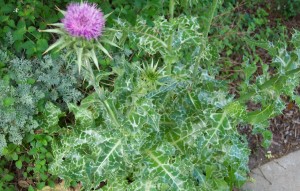 Milk Thistle Plant