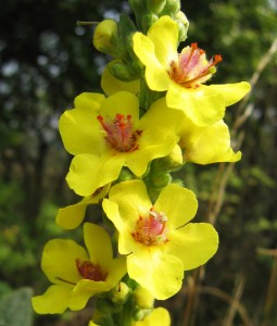 Mullein Flower