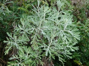 Wormwood Leaf