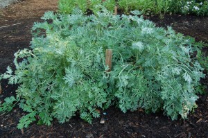 Wormwood Plant