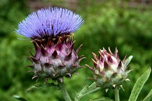 Artichoke Flower