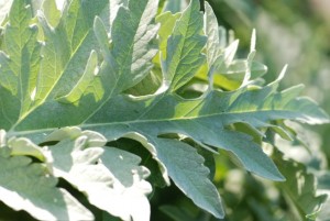 Artichoke Leaves