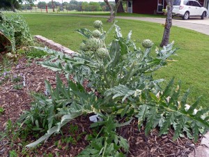 Artichoke Plant