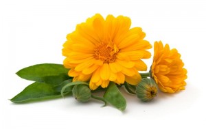 Calendula Flower