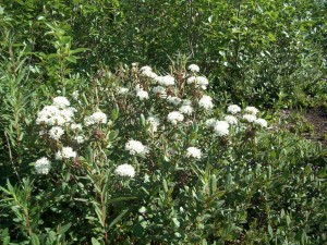 Labrador Plant