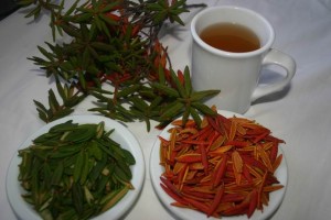 Labrador Tea