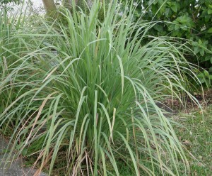 Lemongrass Plant