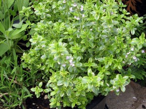 Thyme Plant