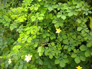 Cerasee Leaves