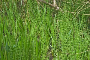 Horsetail Fern