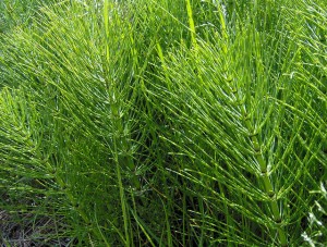 Horsetail Plant