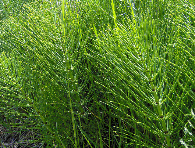Buy Horsetail Tea: Benefits, How to Make, Side Effects