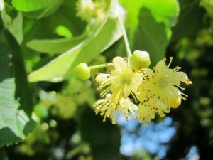 Linden Flower