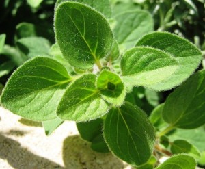 Oregano Leaves