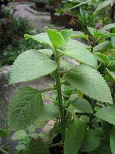 Oregano Plant