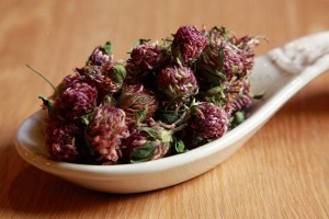 Red Clover Blossom